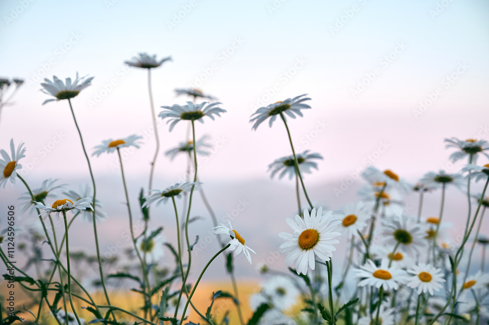 Landscape view of mountain in summer with wild chamomile flowers. Landscape view of mountain in summer with wild chamomile flowers.