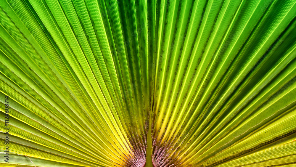 Fototapeta premium Abstract image of palm leaves at sunset time forming patterns of light