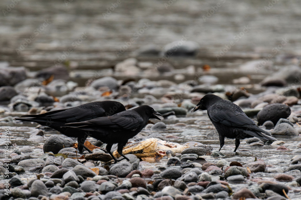 Raven eating salmon in British Columbia, Canada Raven eating salmon in British Columbia, Canada