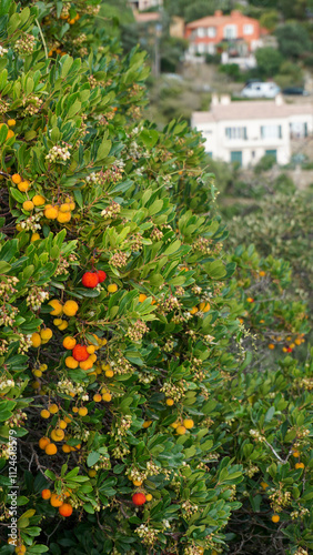 Ripe colorful fruits and flowers of wild strawberry tree (Arbutus unedo) in autumn. An evergreen shrub in Bormes Les Mimosas, France. photo