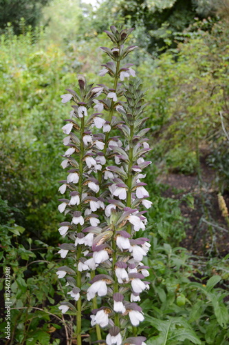 Acanthus mullos, Bear's Breeches