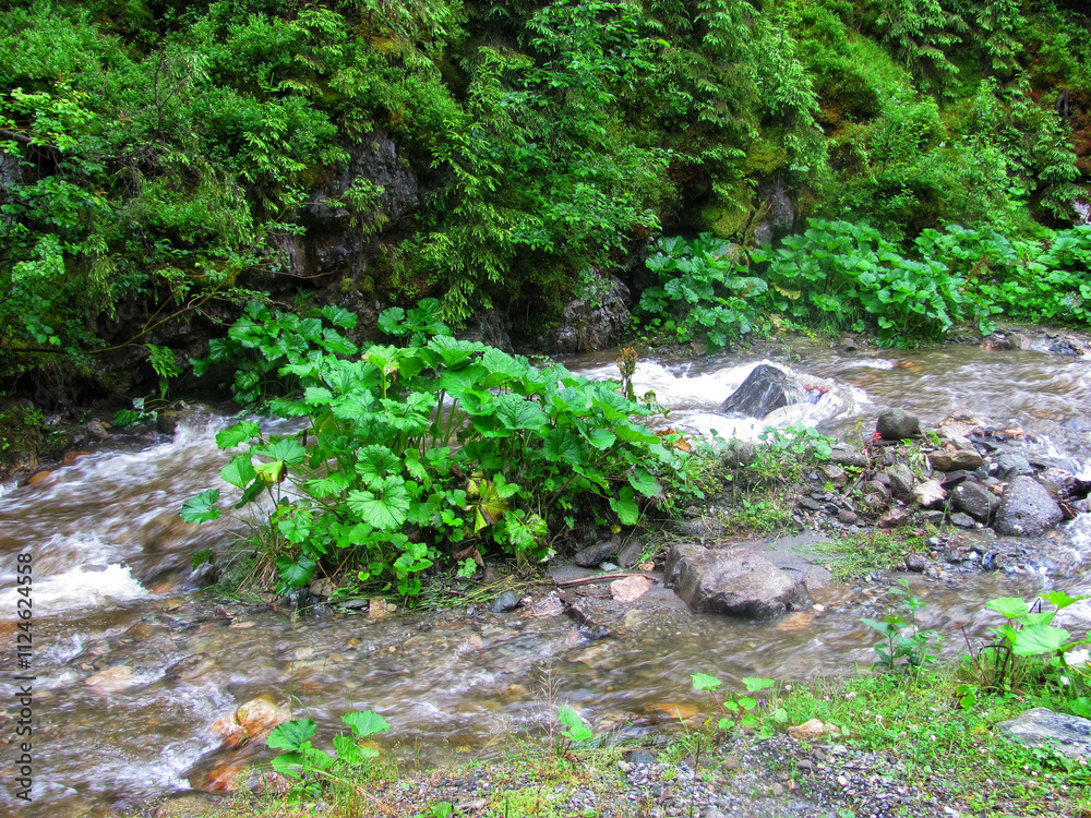 A crystal-clear mountain stream flows through a lush forest A crystal-clear mountain stream flows through a lush forest