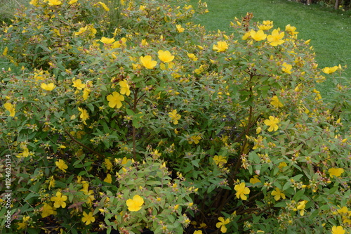 Hypericum lancasteri Lancasterian St John's Wort, endemic north and central China. Introduced from China  by Roy Lancaster in 1980