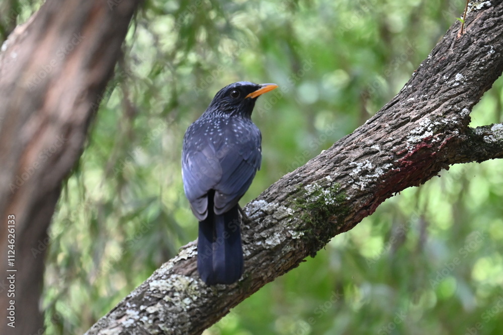 Blue whistling thrush