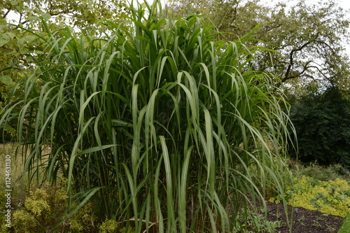 Miscanthus sacchariflorus, Amur ssilvergrass,