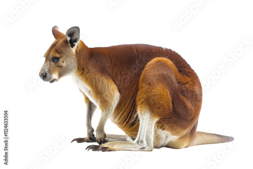 Stunning Hyperrealistic Image of a Kangaroo Perched Neatly on a Pure White Background for Artistic and Commercial Use photo