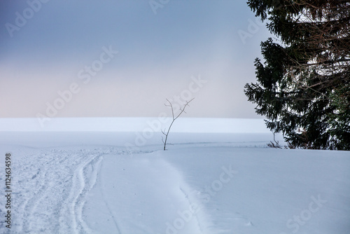 View on snowed field near forest . small stick, picked in to snow to marked the way , that may be covered by snow during snow storm. dark clouds signal about of approaching of blizzard
