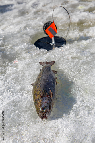 
A freshly caught fish lies on ice near an ice fishing hole equipped with a tip-up mechanism featuring an orange flag. The frozen surface and snow indicate a cold winter fishing setting