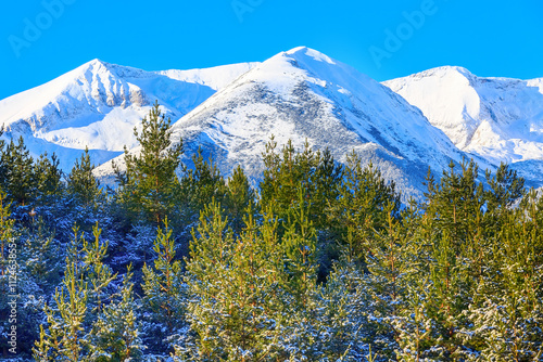 pine trees and snow mountain peaks photo