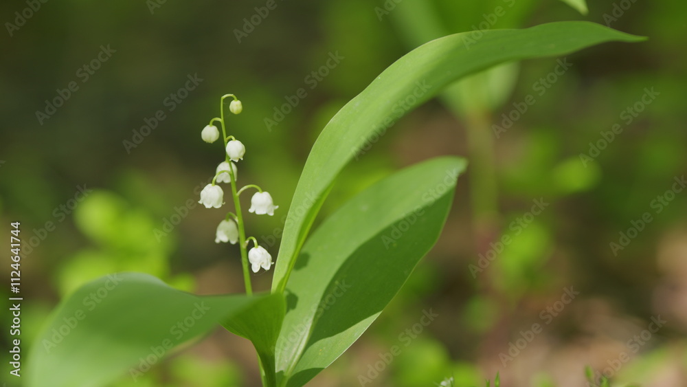 Lilies of valley in forest wind shakes. Convallaria majalis. Blossoming flowers of lily of valley. Slow motion. Lilies of valley in forest wind shakes. Convallaria majalis. Blossoming flowers of lily of valley. Slow motion.
