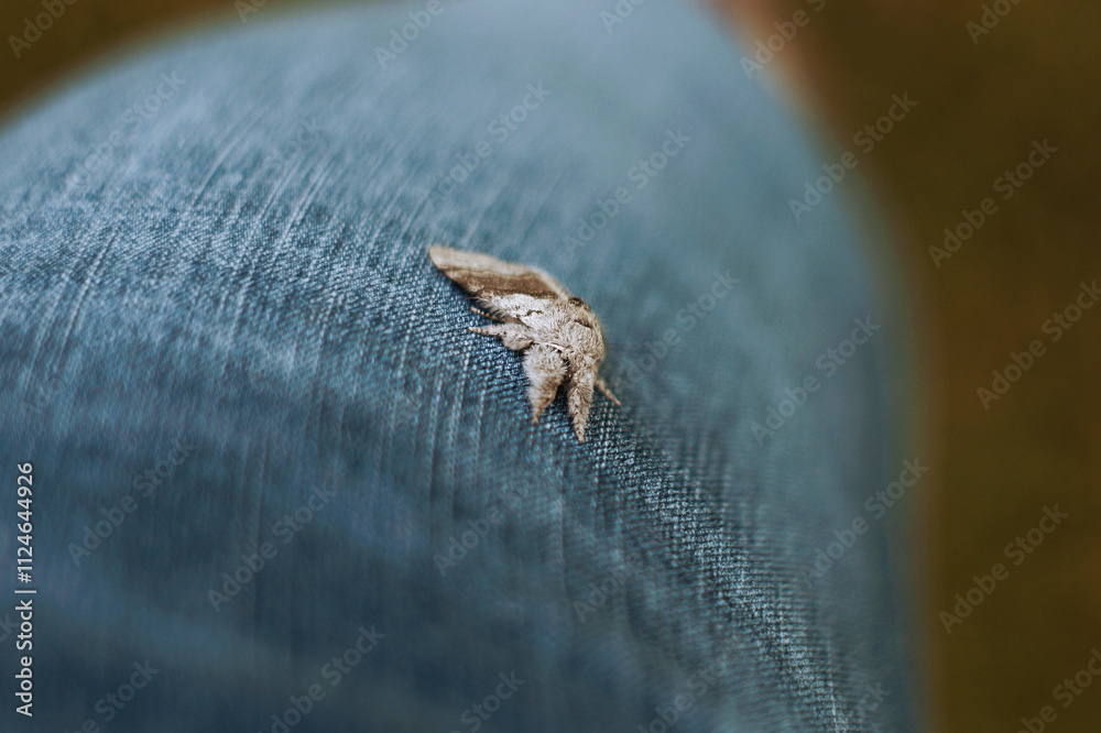 Obraz premium moth on a material