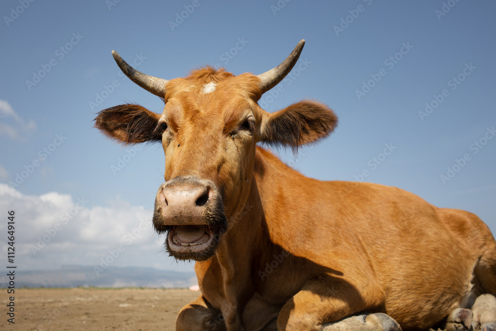 Red cow chewing grass, close-up, sunny day and blue sky Red cow chewing grass, close-up, sunny day and blue sky