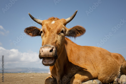 Red cow chewing grass, close-up, sunny day and blue sky