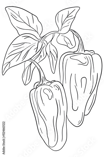 Hand drawn Bell Pepper Sketch Illustration. Peppers drawn by line. Element for label design