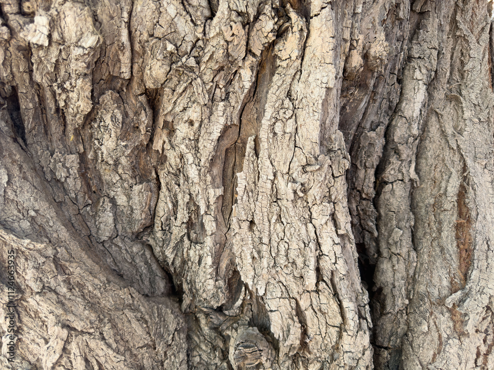 Close-up of old bark. Natural patterns and rough textures. Organic materials for environmentally friendly design projects that emphasize sustainability and carbon neutrality. Background of environment Close-up of old bark. Natural patterns and rough textures. Organic materials for environmentally friendly design projects that emphasize sustainability and carbon neutrality. Background of environment