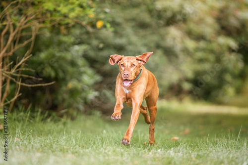 Sprizsla Vizsla in the Buttersteep Forest in Ascot on a run photo