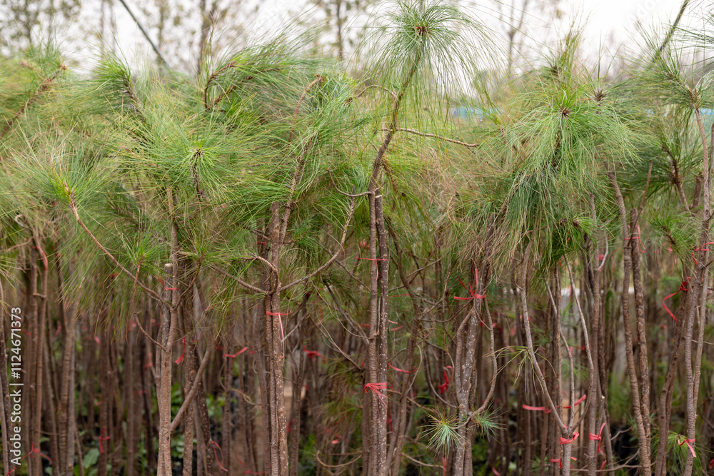 Young casuarina trees in a plant nursery Young casuarina trees in a plant nursery