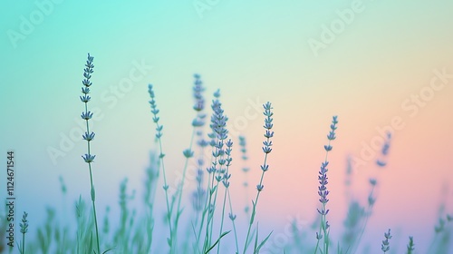 A soft, dreamy image of lavender flowers in a field at sunset.