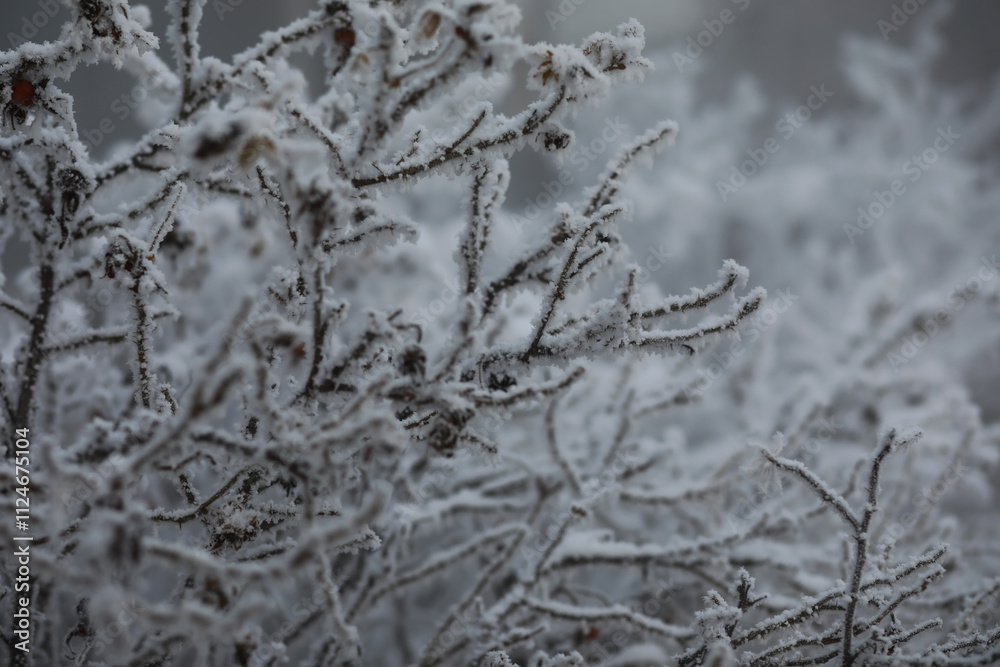 White snow on a bare tree branches on a frosty winter day, close up. Natural background. Selective botanical background. White snow on a bare tree branches on a frosty winter day, close up. Natural background. Selective botanical background.