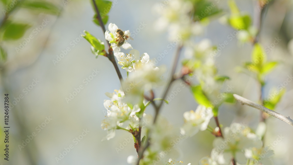White blooming on a tree in early spring in the garden. White cherry flower with white petals blooming. Slow motion. White blooming on a tree in early spring in the garden. White cherry flower with white petals blooming. Slow motion.
