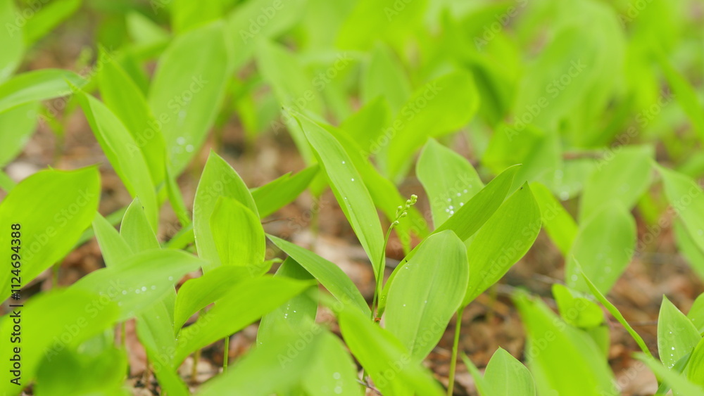 Young spring sprouting lilies of the valley. Theme of ecology. Poisonous flowering plant. Close up. Young spring sprouting lilies of the valley. Theme of ecology. Poisonous flowering plant. Close up.