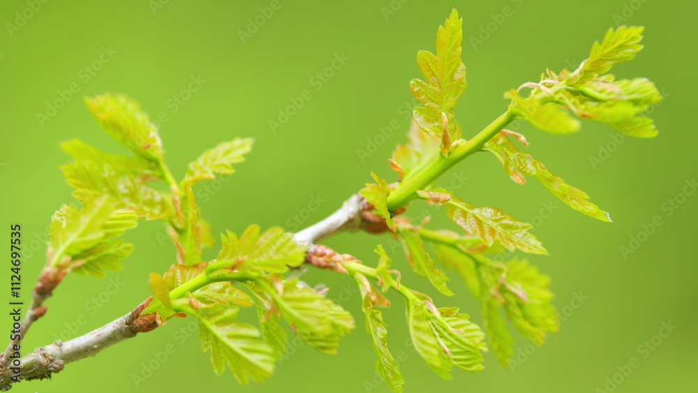 Young spring oak leaves in the sun rays. Fresh spring leaves of a young oak. Close up. Young spring oak leaves in the sun rays. Fresh spring leaves of a young oak. Close up.