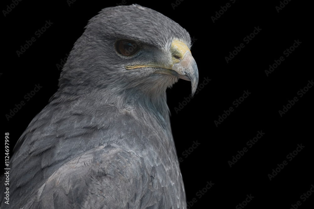A Chilean Blue Eagle. Also known as the Black-Chested Buzzard-Eagle, the Chilean Blue Eagle is a South American bird of prey from the Buteo genus. A Chilean Blue Eagle. Also known as the Black-Chested Buzzard-Eagle, the Chilean Blue Eagle is a South American bird of prey from the Buteo genus.