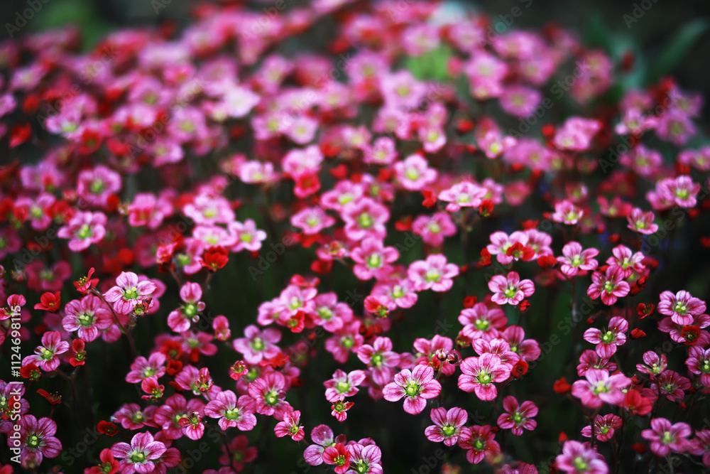 Obraz premium Spring bloom. The first flowers against the background of green spring.