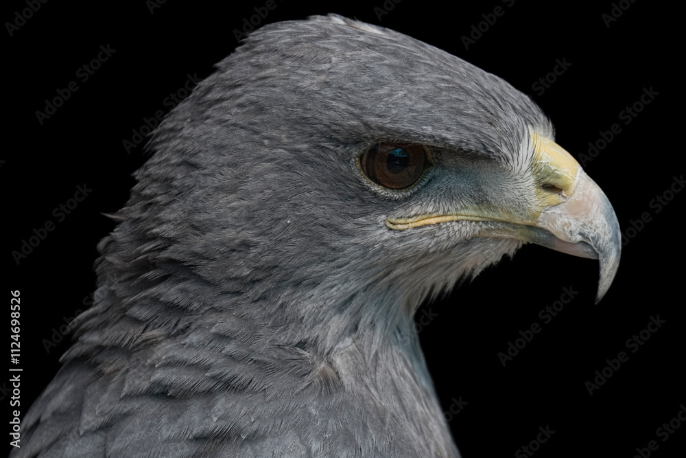 A Chilean Blue Eagle. Also known as the Black-Chested Buzzard-Eagle, the Chilean Blue Eagle is a South American bird of prey from the Buteo genus. A Chilean Blue Eagle. Also known as the Black-Chested Buzzard-Eagle, the Chilean Blue Eagle is a South American bird of prey from the Buteo genus.