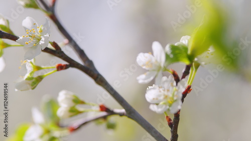 Wallpaper Mural Beautiful branch on spring day. Blossom cherry white flower tree on nature background. Slow motion. Torontodigital.ca