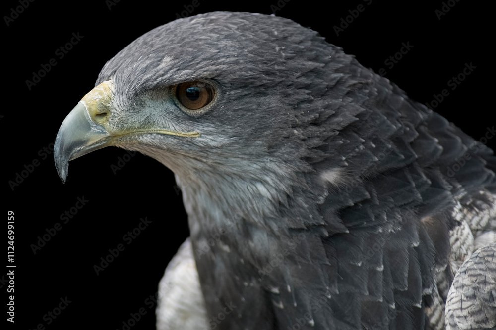 A Chilean Blue Eagle. Also known as the Black-Chested Buzzard-Eagle, the Chilean Blue Eagle is a South American bird of prey from the Buteo genus.
