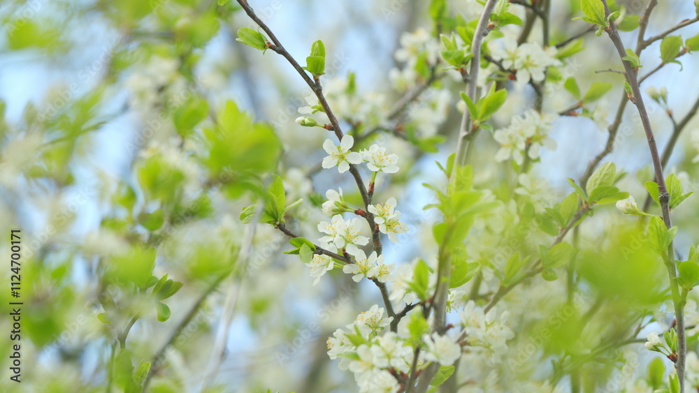 Cherry tree blooming with white flowers in spring. Nice white cherry spring flowers branch on tree nature awakening. Slow motion. Cherry tree blooming with white flowers in spring. Nice white cherry spring flowers branch on tree nature awakening. Slow motion.