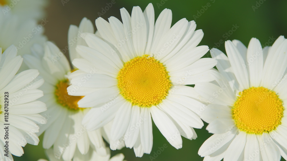 Obraz premium White daisy flower sways in the wind. Pharmaceutical camomile. Environmental conservation. Close up.