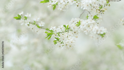 Cherry blossoms whose flowers are swaying in the wind. Slow motion.