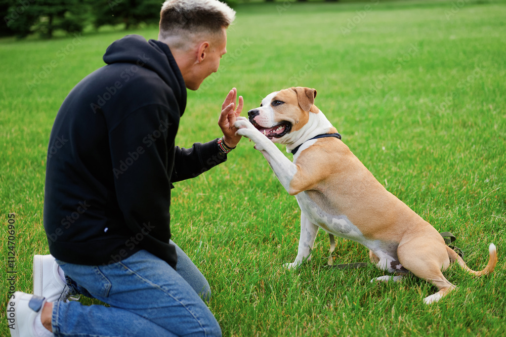 The dog gives paw to owner. A man trains a dog outdoors. Warm lighting, autumn nature. American Bulldog. Dog is a friend of man. The dog gives paw to owner. A man trains a dog outdoors. Warm lighting, autumn nature. American Bulldog. Dog is a friend of man.