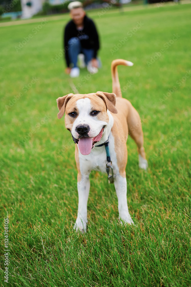 Smiling dog. Dog standing in park on green grass, behind owner. Love for animals. Smiling dog. Dog standing in park on green grass, behind owner. Love for animals.