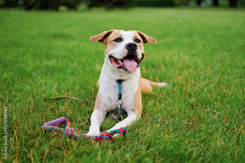 Happy American Buglldog with a brown and white coat lying on lush green grass, panting with tongue out, and holding a colorful rope toy. Perfect for themes of joy, playfulness, and outdoor fun photo