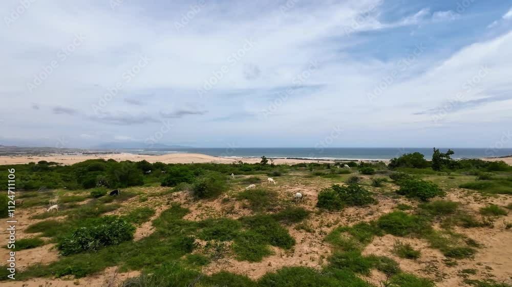 Goats walking around freely.
Wild Goats next to Coastal Road with Beach in Background in Ninh Thuận, Vietnam. Vietnam’s coastal landscapes.
Sand Dunes in Background Goats walking around freely.
Wild Goats next to Coastal Road with Beach in Background in Ninh Thuận, Vietnam. Vietnam’s coastal landscapes.
Sand Dunes in Background
