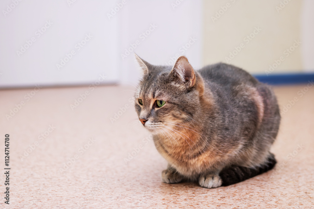 Naklejka premium A gray cat is sitting on the floor and curiously gazing at the camera