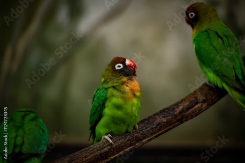 The Black-Cheeked Lovebird (Agapornis nigrigenis). photo