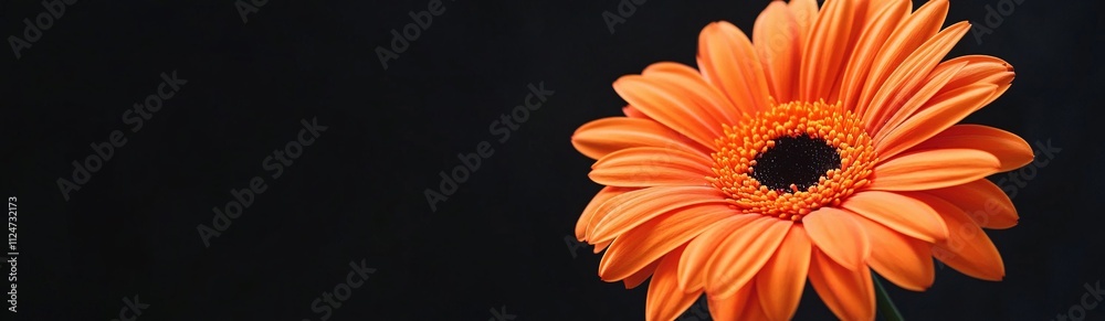 a single orange gerbera on black background a single orange gerbera on black background