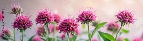 Pink monarda forming spiky clusters against a soft background