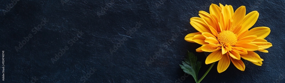 banner of a yellow chrysanthemum on black background banner of a yellow chrysanthemum on black background