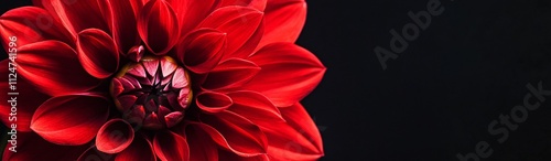 close-up of a single red dahlia on black background