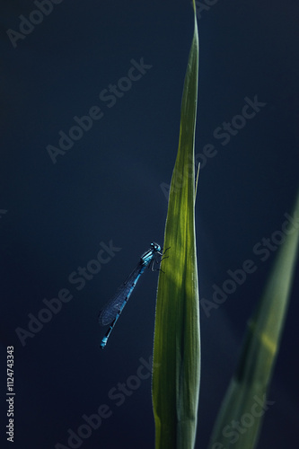 Wallpaper Mural dragonfly on the lake on the tall green grass Torontodigital.ca