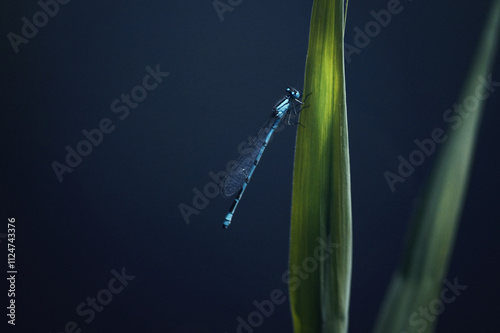 dragonfly on the lake on the tall green grass