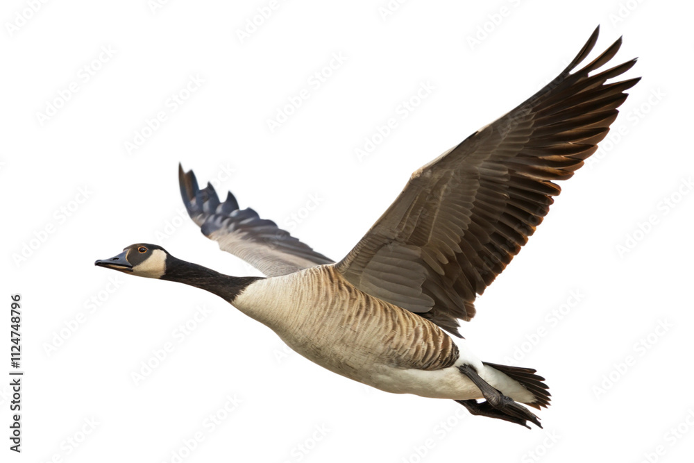 Goose in Fly. Goose in Fly.