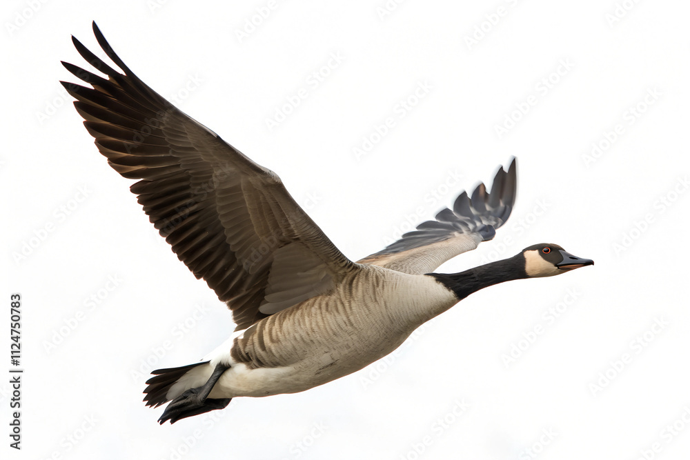 Goose in Fly. Goose in Fly.