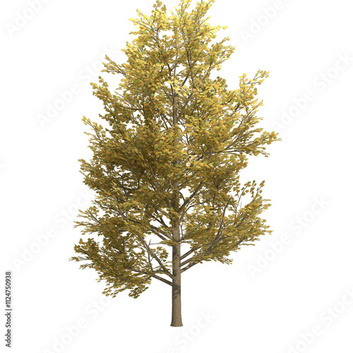 tulip tree isolated on transparent png background - 3D Illustration