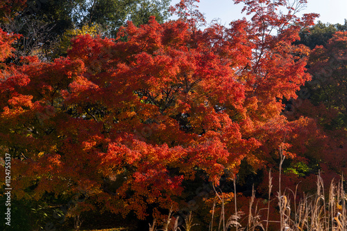 燃える紅葉